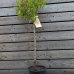 Prunus dulcis (Mandľovník) ´FILIPPO CEO´ – výška 130–160 cm, obvod kmeňa 4/6 cm, kont. C10L Prunus dulcis (Mandľovník) ´FILIPPO CEO´ – výška 130–160 cm, obvod kmeňa 4/6 cm, kont. C10L